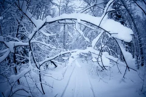 Winter landscape Stock Photos