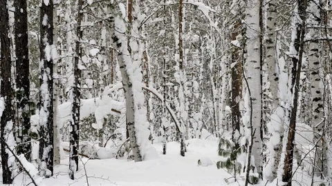 Winter landscape. Pine and birch trees covered with snow in snowy forest Vídeo Stock 126170739