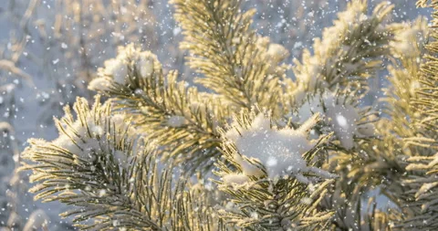 Winter landscape. Pine branch in the foreground. Snow falls softly on a branch Stock Footage 129000341