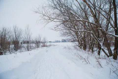 Winter landscape. Pine branch tree under snow Stock Photos