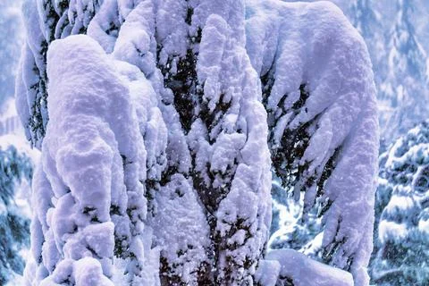 Winter landscape. Pine branches covered with snow after a heavy snowfall. Pla Stock Photos