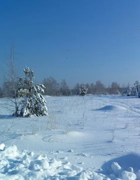 Winter landscape with a pine forest on a blue sky background Stock Photos
