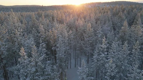 Winter landscape pine forest covered of snow aerial view Stock Footage 306048556