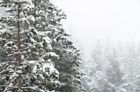 Winter landscape with a pine forest covered with snow during a snowfall with Stock Photos