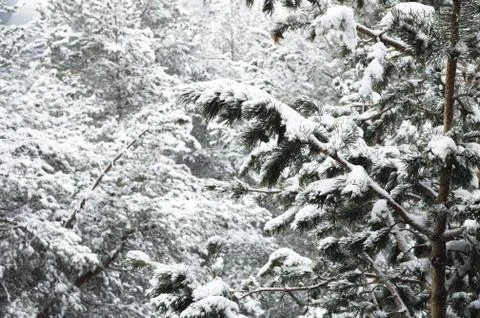 Winter landscape with a pine forest covered with snow during a snowfall with Stock Photos