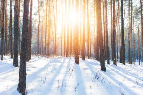 Winter landscape of pine forest Stock Photos