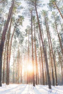 Winter landscape of pine forest Stock Photos