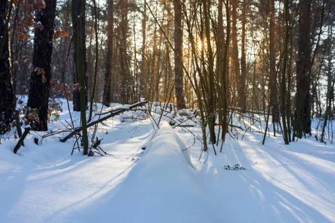 Winter landscape of pine forest Stock Photos