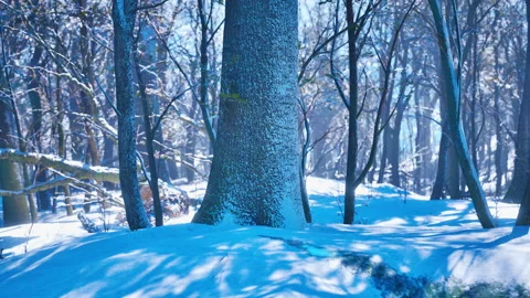 Winter landscape in a pine forest the sun shines through the trees Video stock 233532790