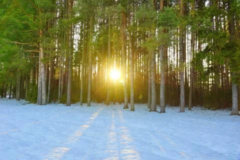 Winter landscape in a pine forest the sun shines through the trees shadows in 스톡 사진