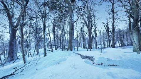 Winter landscape in a pine forest the sun shines through the trees Photos