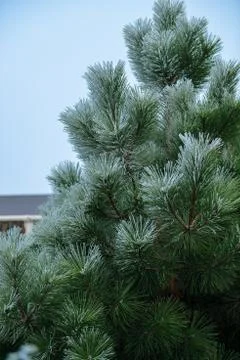 Winter landscape with pine place for text Stock Photos