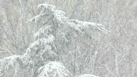 Winter Landscape on the Pine Tree Stock Footage 86550715