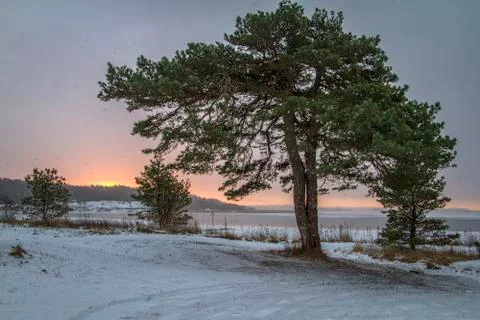 Winter landscape with pine tree Norway, Fredrikstad Stock Photos