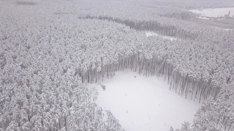 Winter landscape, pine trees covered with snow. Aerial view Stock Footage 115650679