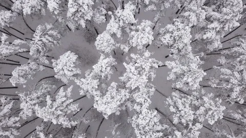 Winter landscape, pine trees covered with snow. Aerial view 스톡 동영상 115652069