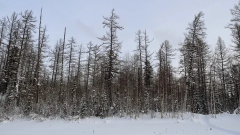 Winter landscape. Pine trees covered with snow. Snowy winter forest. 4K Stock-Footage 126171585
