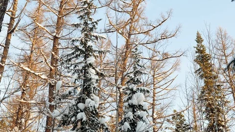Winter landscape. Pine trees covered with snow. Snowy forest in Siberia. 4K Stock Footage 126898349