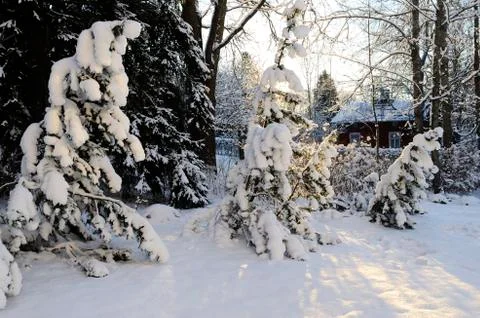 Winter landscape, pine trees covered with snow Stock Photos