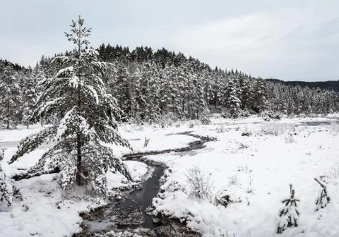 Winter landscape, pine trees covered in snow next to a creek, South part of Stock Photos