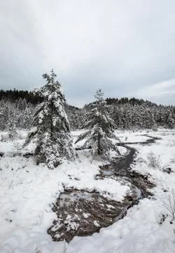 Winter landscape, pine trees covered in snow next to a creek, South part of Stock Photos