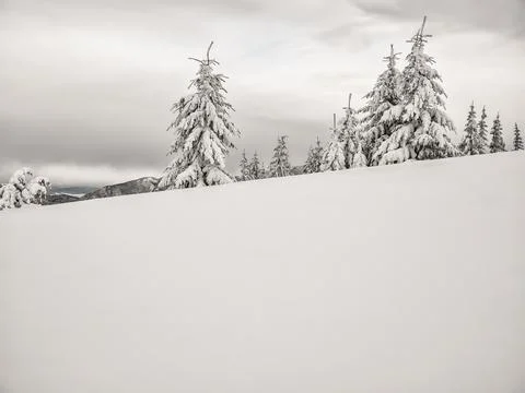 Winter landscape with pine trees covered with fresh white snow. Carpathian Mo Stock-Fotos