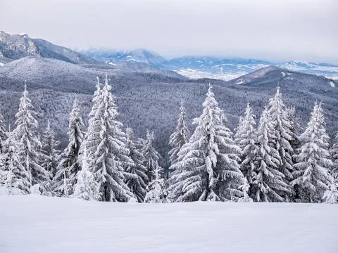 Winter landscape with pine trees covered with fresh white snow. Carpathian Mo Stock-Fotos