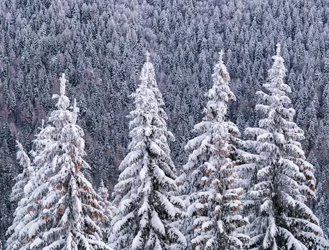 Winter landscape with pine trees covered with fresh white snow. Carpathian Mo Stock Photos