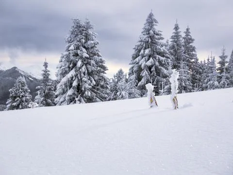 Winter landscape with pine trees covered with fresh white snow. Carpathian Mo Stock Photos