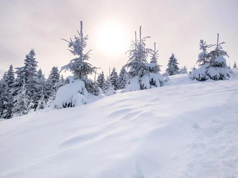 Winter landscape with pine trees covered with fresh white snow and the sunlig Stock Photos