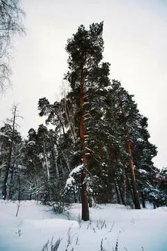 Winter landscape with pine trees covered with snow on a cloudy day Stock Photos