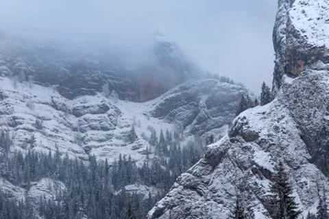 Winter landscape with pine trees forest in Carpathians mountains Stock Photos