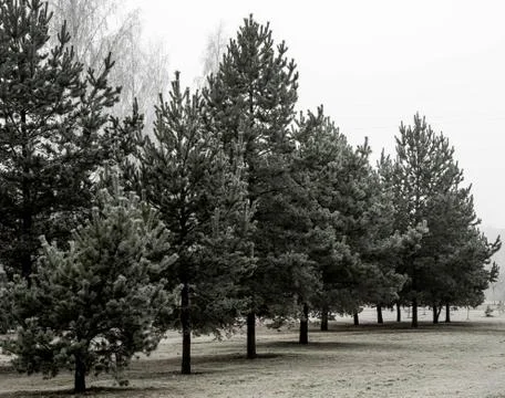 Winter landscape with pine trees Stock Photos