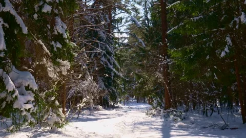 Winter landscape with pine trees in snow covered forest with snow falling Stock Footage 265247347