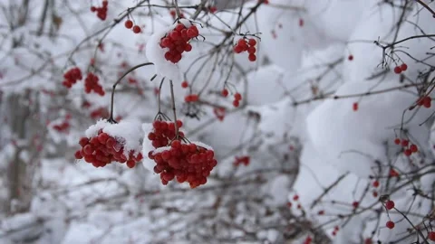 Winter landscape with red berries Stock Footage 146264796
