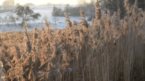 Winter Landscape with Reeds Stock Footage 71728748