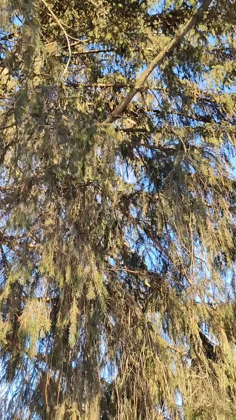 Winter landscape with river and trees Stock Footage 204141114