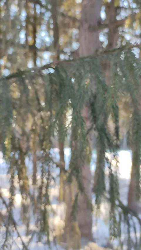 Winter landscape with river and trees Stock Footage 204141151