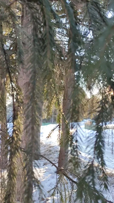 Winter landscape with river and trees Stock Footage 204141152