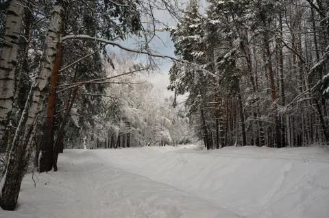 Winter landscape - river bed under the snow in the forest Stock Photos