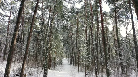 Winter landscape. Road in snowy forest, between trees, during snowfall. Stock Footage 147860552