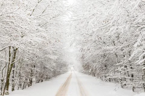 Winter landscape with road surrounded by trees Stock Photos