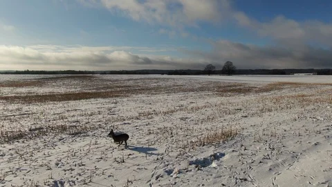 Winter landscape with roe deers Stock Footage 101367418