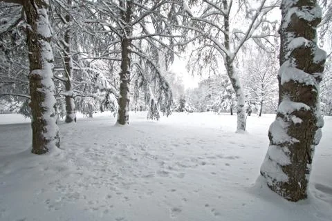 Winter landscape scene Stock Photos