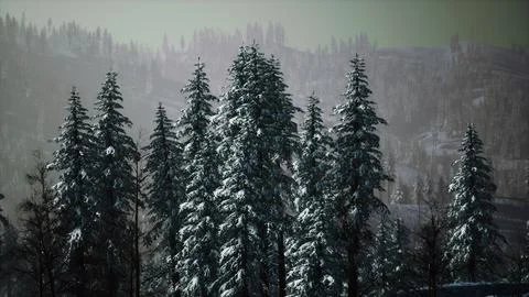 Winter landscape in Semenic mountains Illustrazione stock