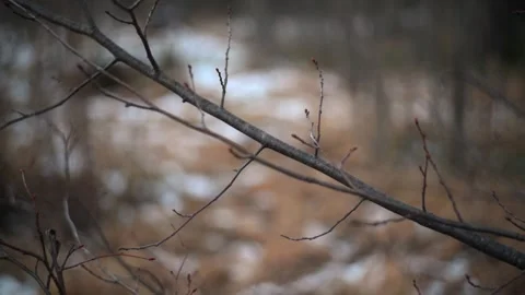 Winter landscape showcasing delicate branches and blanket of snow above Stock Footage 291719072