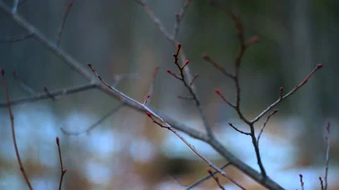 Winter landscape showcasing delicate branches and blanket of snow above Stock Footage 292496584