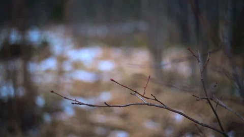 Winter landscape showcasing delicate branches and blanket of snow above Stock Footage 292496609