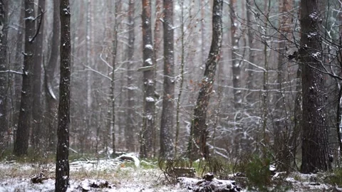Winter landscape showcasing a serene forest blanketed in fresh snow 库存影片 295530558