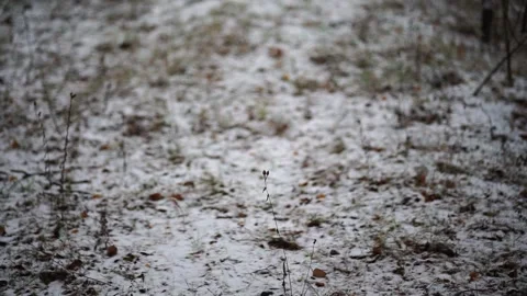 Winter landscape showcasing a serene forest blanketed in fresh snow Stock Footage 295533855